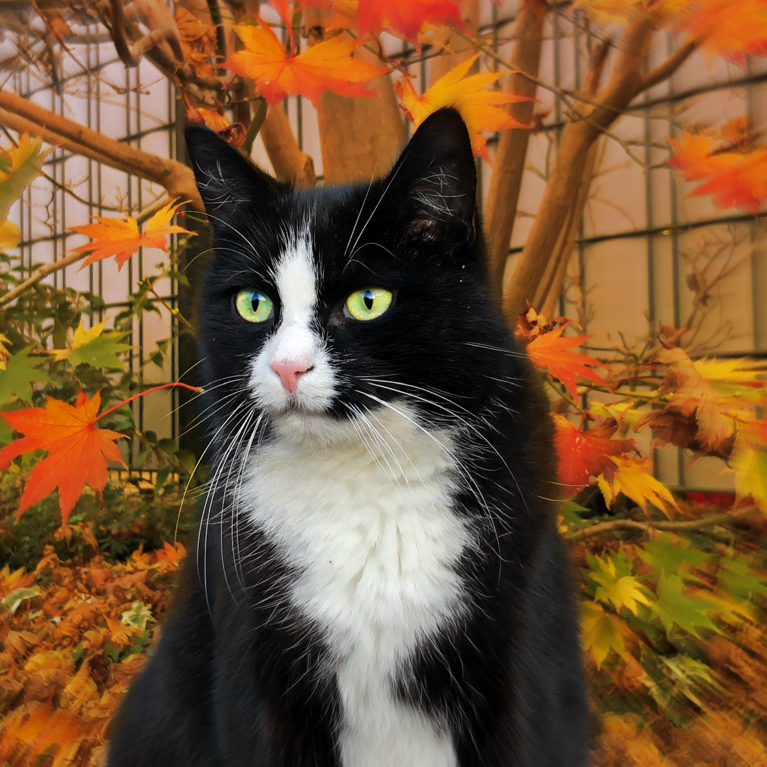 Die weltbeste Katze!